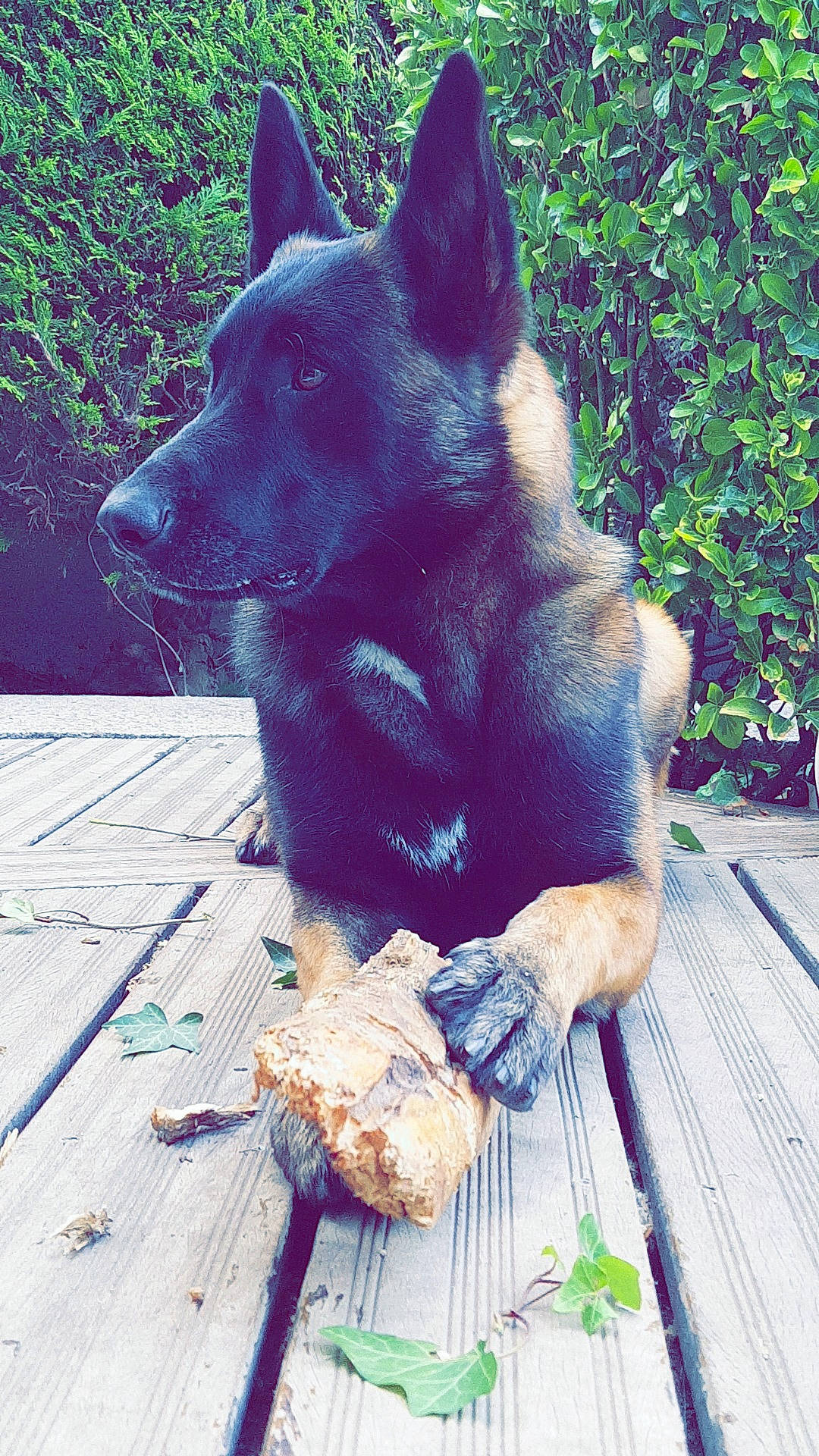 Loup participe au concours pour gagner de l'argent avec cette photo : belgian_shepherd, black_norwegian_elkhound, bohemian_shepherd, canidae, carnivore, dog, dog_breed, east_european_shepherd, formosan_mountain_dog, german_shepherd_dog, kai_ken, king_shepherd, kunming_wolfdog, mammal, norwegian_elkhound, schipperke, snout, vertebrate, working_dog