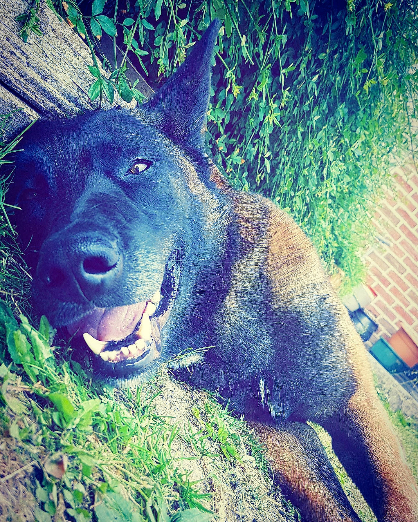 Loup a rejoint le concours — aidez-le/la à gagner de superbes lots ! canidae, carnivore, dog, dog_breed, dutch_shepherd_dog, ear, eye, grass, nose, plant, sky, snout, sporting_group