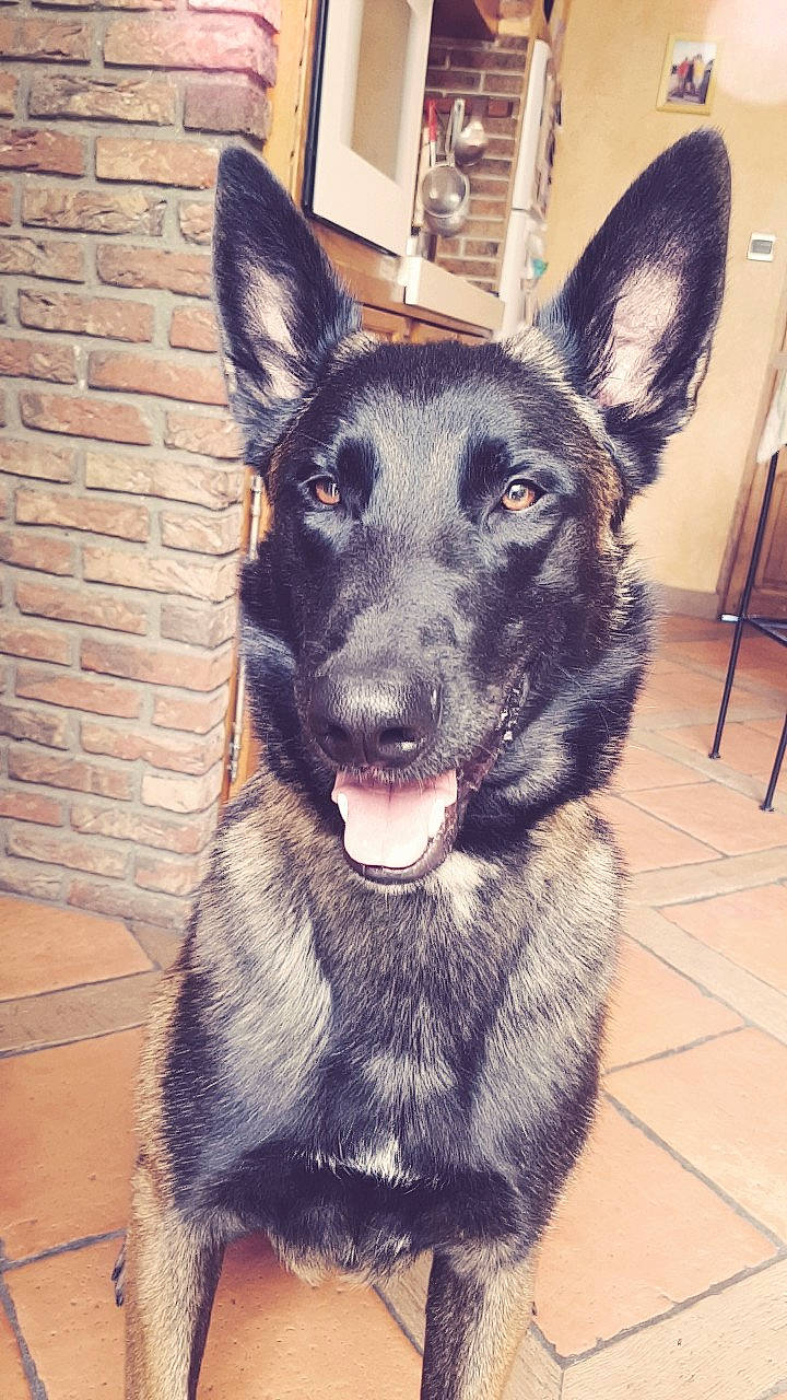 Loup participe au concours pour gagner de l'argent avec cette photo : canidae, carnivore, dog, dog_breed, ear, east_european_shepherd, german_shepherd_dog, king_shepherd, kunming_wolfdog, mammal, rare_breed_dog, snout, vertebrate, working_dog