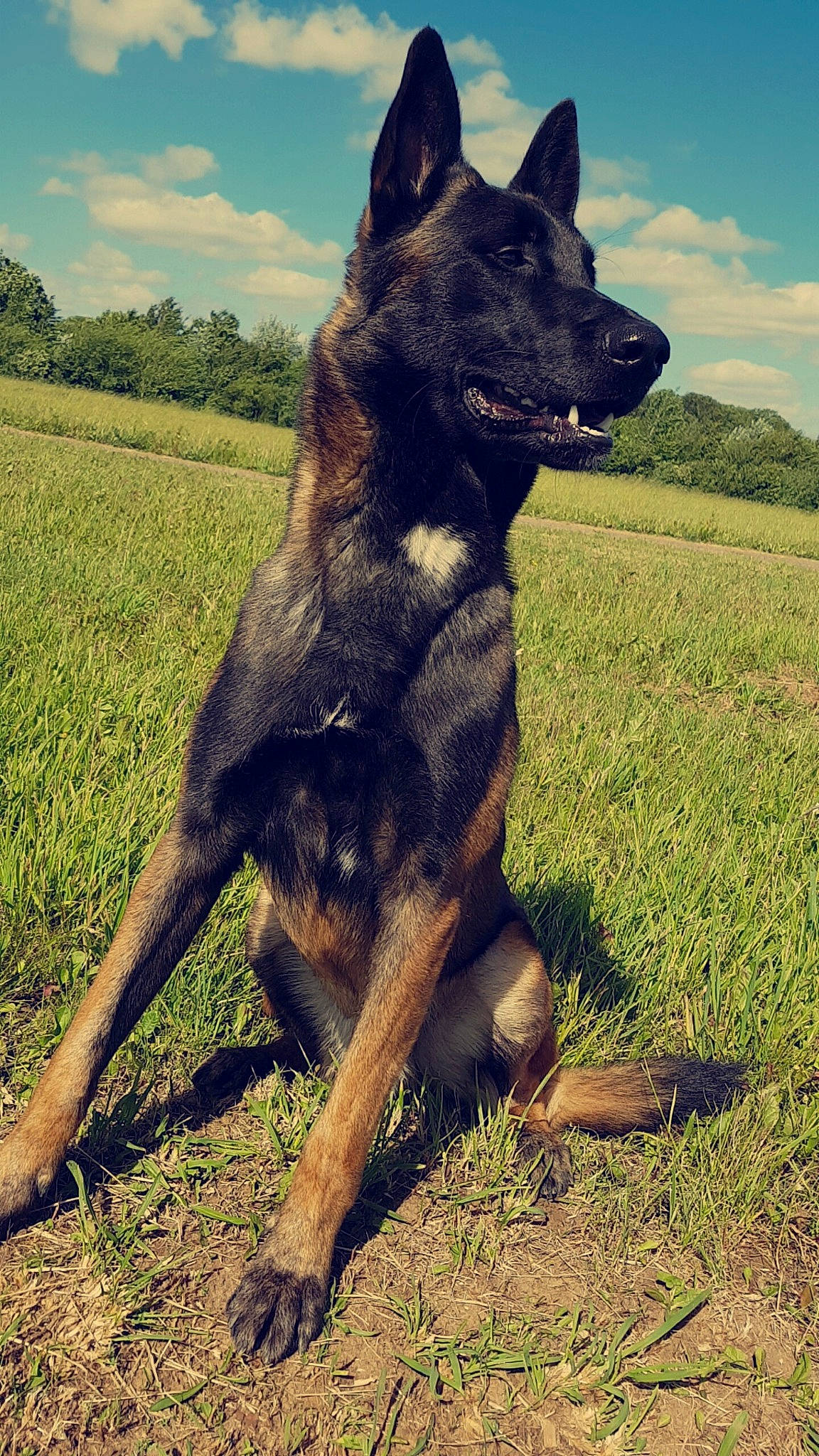 Loup participe au concours pour gagner de l'argent avec cette photo : belgian_shepherd_malinois, bohemian_shepherd, canidae, carnivore, dog, dog_breed, dutch_shepherd_dog, east_european_shepherd, german_shepherd_dog, kai_ken, king_shepherd, kunming_wolfdog, mammal, old_german_shepherd_dog, police_dog, rare_breed_dog, shiloh_shepherd_dog, vertebrate, working_dog