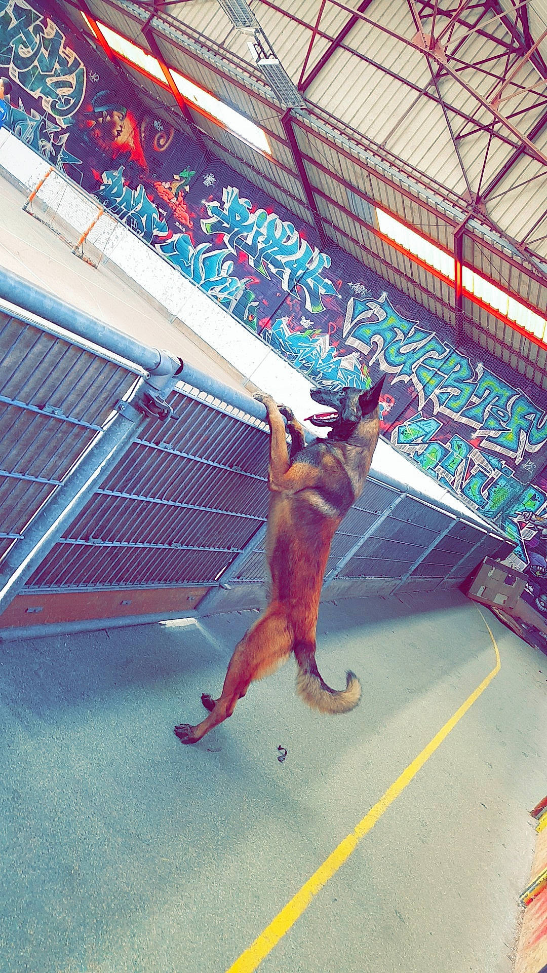 Loup participe au concours pour gagner de l'argent avec cette photo : canidae, carnivore, cat, dog, felidae, leisure, small_to_medium_sized_cats