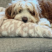 Mickey is registered to the contest to win money with this photo: animal, brown, closeup, comfort, couch, cozy, cute, dog, fluffy, fur, home, indoor, laying, pet, relaxed, resting, sleepy, snuggly, towel, white
