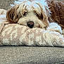 animal, brown, closeup, comfort, couch, cozy, cute, dog, fluffy, fur, home, indoor, laying, pet, relaxed, resting, sleepy, snuggly, towel, white