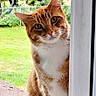 cat, orange_tabby, curious, door_frame, outdoor, grass, yard, trees, fence, pet, animal, whiskers, ears, face, looking, portrait, nature, daylight, closeup, feline