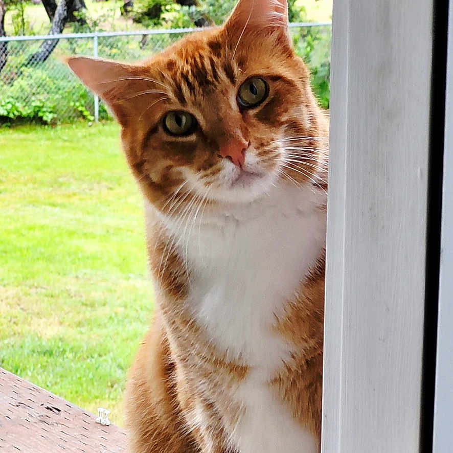 Gopher is registered to the contest to win money with this photo: cat, orange_tabby, curious, door_frame, outdoor, grass, yard, trees, fence, pet, animal, whiskers, ears, face, looking, portrait, nature, daylight, closeup, feline
