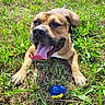 dog, grass, ball, outdoor, happy, tongue_out, pet, playful, canine, nature, sunlight, smiling, closeup, brown_dog, animal, laying_down, greenery, daytime, tongue, excited