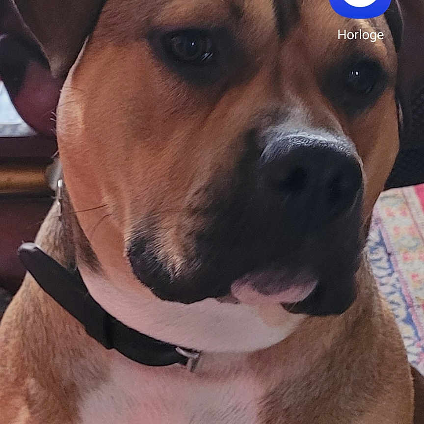 Saiko a rejoint le concours — aidez-le/la à gagner de superbes lots ! dog, indoor, brown_dog, collar, rug, plant, furniture, table, decor, portrait, pet, canine, face, whiskers, ears, snout, animal, home_interior, closeup, calm