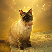 Rosie Lynn is registered to the contest to win money with this photo: animal, cat, collar, cute, domestic, ears, eyes, feline, floor, fur, golden_light, indoor, patterned_rug, pet, portrait, sitting, soft_glow, sparkles, warm_lighting, whiskers