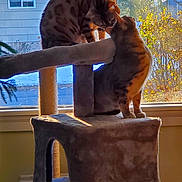 Zuki And Blue joined the competition — help win amazing prizes! abyssinian, animal, architecture, building, cat, chair, furniture, handrail, house, housing, indoors, interiordesign, lesserpanda, manx, outdoors, panther, pet, plywood, porch, wood