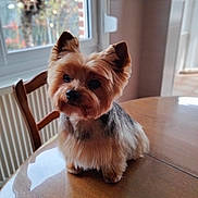 Lucky a rejoint le concours — aidez-le/la à gagner de superbes lots ! dog, yorkshire_terrier, pet, indoor, table, wooden_table, window, chair, head_tilt, fur, small_dog, cute, animal, domestic_animal, portrait, natural_light, cozy, curious, sitting, house