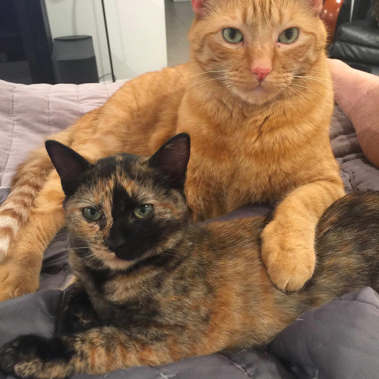 Mercedes joined the competition — help win amazing prizes! animal, bedroom, cat, companion, cozy, cute, domestic, feline, fur, home, indoor, laying_down, orange_tabby, paw, pet, quilt, relaxed, resting, tortoiseshell_cat, two_animals