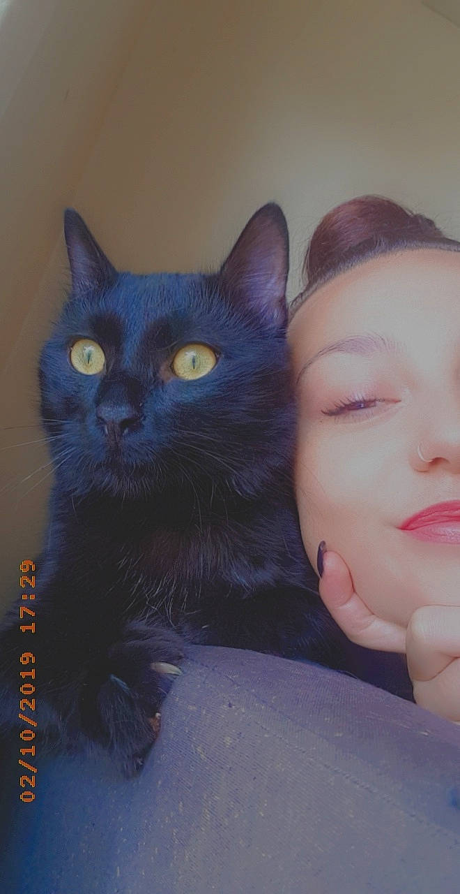 Orazio participe au concours pour gagner de l'argent avec cette photo : asian, black_cat, bombay, carnivore, cat, domestic_short_haired_cat, eye, felidae, iris, small_to_medium_sized_cats, snout, whiskers