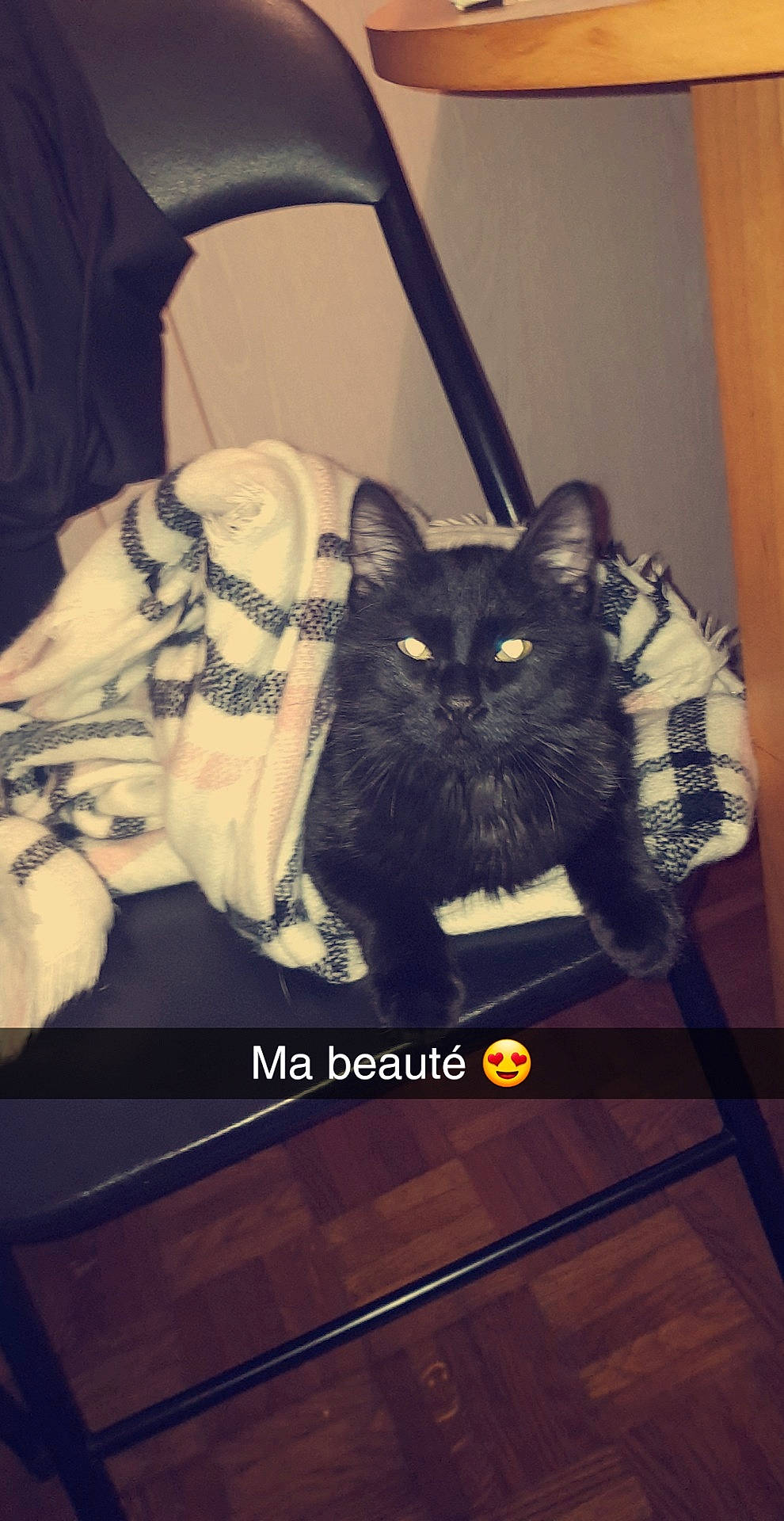 Orazio participe au concours pour gagner de l'argent avec cette photo : american_shorthair, asian, black_cat, carnivore, cat, domestic_short_haired_cat, felidae, kitten, photo_caption, small_to_medium_sized_cats, whiskers