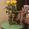 cat, tabby_cat, yellow_roses, vase, table, indoor, drink_cup, monitor, curious, standing, green_table, flowers, plant, pet, domestic_cat, feline, wooden_table, decoration, still_life, household
