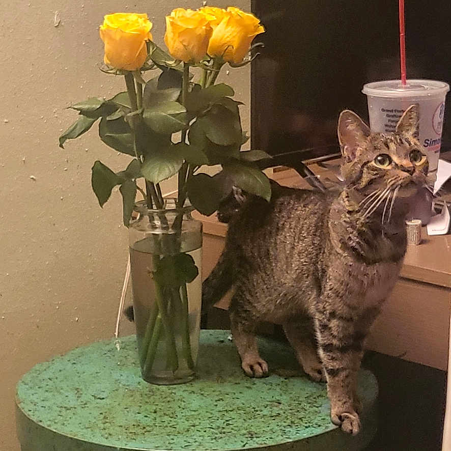 Kitten Little is registered to the contest to win money with this photo: cat, tabby_cat, yellow_roses, vase, table, indoor, drink_cup, monitor, curious, standing, green_table, flowers, plant, pet, domestic_cat, feline, wooden_table, decoration, still_life, household