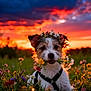 dog, flower_crown, wildflowers, meadow, sunset, sky, clouds, grass, nature, outdoor, cute, pet, animal, colorful, peaceful, portrait, flower, field, sunlight, happy