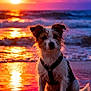 Mickey participe au concours pour gagner de l'argent avec cette photo : dog, beach, sunset, water, wet, reflection, animal, rain, sky, colorful_sky, outdoor, nature, canine, sitting, fur, harness, waves, dusk, vibrant_colors, portrait