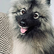 Valto participe au concours pour gagner de l'argent avec cette photo : animal, brown_eyes, canine, close_up, companion, couch, cute, dog, domestic, fluffy, friend, fur, furry, happy, indoor, pet, portrait, smiling, texture, tongue_out