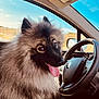 animal, car_interior, closeup, daytime, dog, ears, fluffy, furry, happy, outdoor_view, pet, road_trip, seat, sky, steering_wheel, sunlight, tongue_out, transportation, vehicle, window