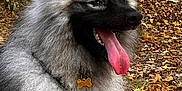 Valto participe au concours pour gagner de l'argent avec cette photo : animal, autumn, canine, closeup, collar, dog, fall, fluffy, forest, fur, greenery, happy, leaves, muzzle, nature, outdoor, panting, pet, tag, tongue_out