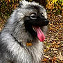 Valto participe au concours pour gagner de l'argent avec cette photo : animal, autumn, canine, closeup, collar, dog, fall, fluffy, forest, fur, greenery, happy, leaves, muzzle, nature, outdoor, panting, pet, tag, tongue_out