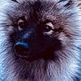 Valto a rejoint le concours — aidez-le/la à gagner de superbes lots ! animal, canine, close_up, companion, curious, dog, eyes, face, fluffy, fur, furry, head, mammal, muzzle, nature, nose, outdoor, pet, portrait, snout