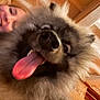 animal, brown, canine, cheerful, closeup, companion, dog, face, fluffy, friendship, fun, furry, hair, happy, head, indoor, person, pet, smile, tongue