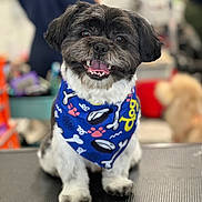 Apollo joined the competition — help win amazing prizes! dog, small_dog, bandana, blue_bandana, sitting, happy, pet, animal, fur, cute, indoor, portrait, smiling, close_up, paw_prints, black_and_white_dog, tongue_out, friendly, domestic_animal, companion