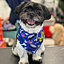 dog, small_dog, bandana, blue_bandana, sitting, happy, pet, animal, fur, cute, indoor, portrait, smiling, close_up, paw_prints, black_and_white_dog, tongue_out, friendly, domestic_animal, companion