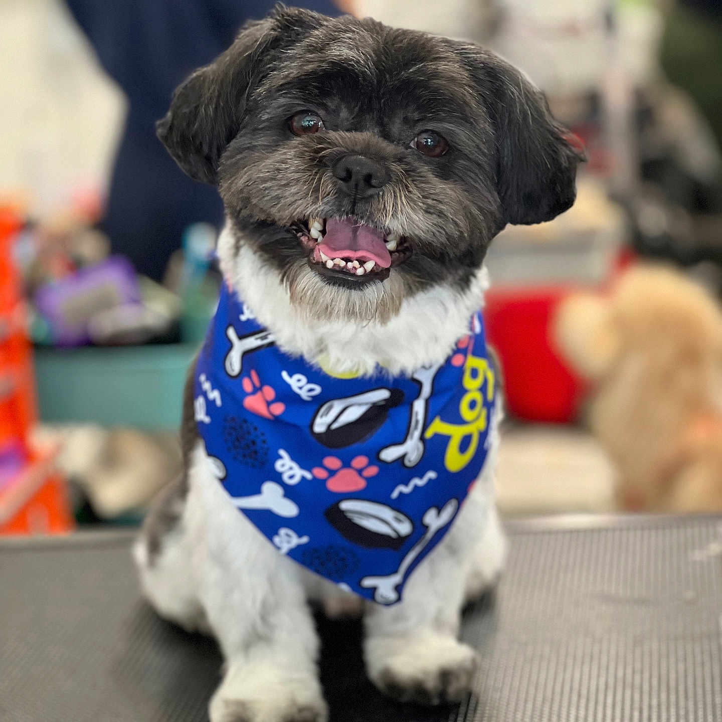Apollo joined the competition — help win amazing prizes! animal, bandana, black_and_white_dog, blue_bandana, close_up, companion, cute, dog, domestic_animal, friendly, fur, happy, indoor, paw_prints, pet, portrait, sitting, small_dog, smiling, tongue_out