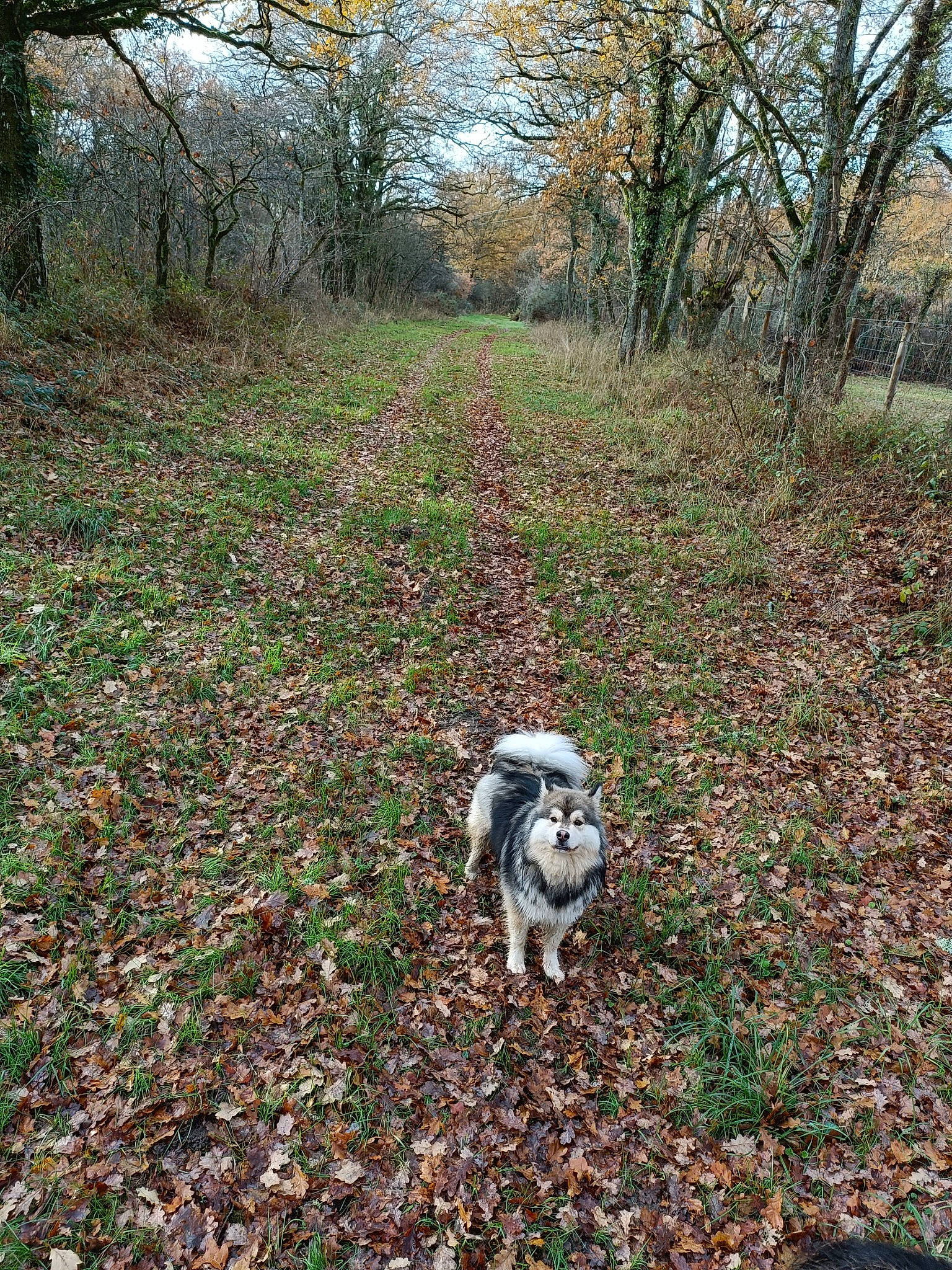 Okoyé a rejoint le concours — aidez-le/la à gagner de superbes lots ! canidae, carnivore, companion_dog, dog, dog_breed, forest, grass, groundcover, natural_landscape, plant, recreation, sky, soil, sporting_group, tail, trail, tree, twig, woodland, working_animal