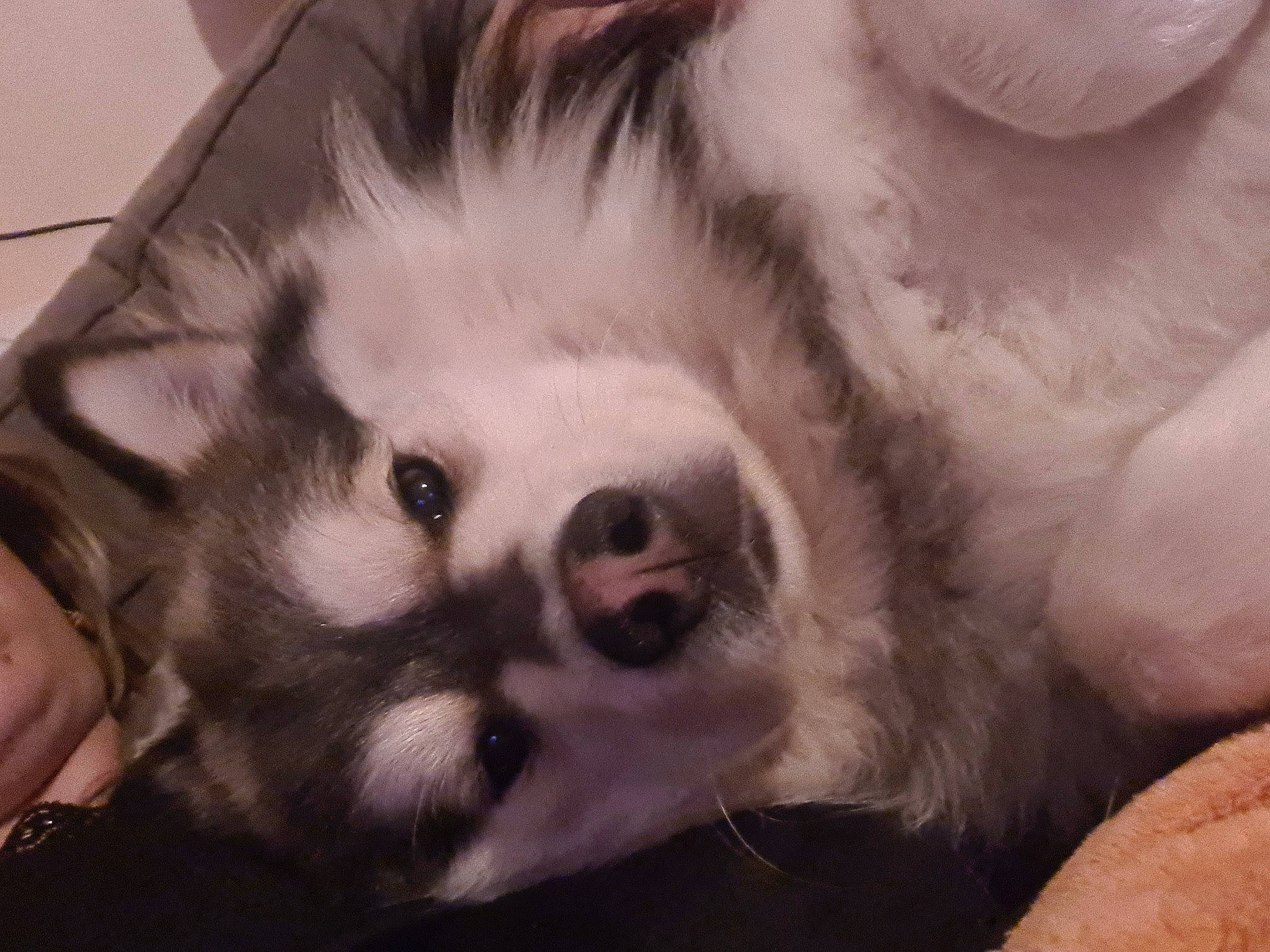 Okoyé a rejoint le concours — aidez-le/la à gagner de superbes lots ! american_eskimo_dog, canidae, carnivore, comfort, companion_dog, dog, dog_breed, ear, fawn, felidae, fur, german_spitz, nap, paw, puppy, small_to_medium_sized_cats, snout, sporting_group, toy_dog, whiskers