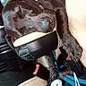 Rexy joined the competition — help win amazing prizes! dog, black_dog, sleeping, pet, animal, car, car_interior, center_console, seatbelt, paw, short_hair, relaxed, lying_down, travel, vehicle, indoor, photograph, funny, clutter, resting