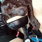 Rexy joined the competition — help win amazing prizes! dog, black_dog, sleeping, relaxed, car, car_interior, center_console, leather_seat, paws, claws, nose, close_up, pet, animal, indoor, vehicle, seatbelt, cup_holder, cables, funny