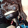 dog, black_dog, sleeping, relaxed, car, car_interior, center_console, leather_seat, paws, claws, nose, close_up, pet, animal, indoor, vehicle, seatbelt, cup_holder, cables, funny