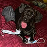 Rexy is registered to the contest to win money with this photo: dog, black_dog, pet, animal, tongue_out, sitting, bed, bedroom, red_blanket, blanket, baseball_cap, face_mask, medical_mask, pillow, indoor, home, portrait, dark_fur, happy, playful