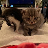 Lily joined the competition — help win amazing prizes! kitten, cat, feline, tabby, black_and_white, pet, animal, cute, young, indoor, blanket, cozy, living_room, furniture, home, soft, playful, fur, curious, blur