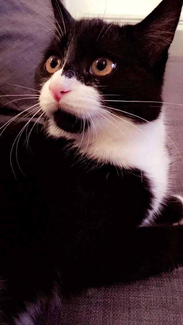 Naïs a rejoint le concours — aidez-le/la à gagner de superbes lots ! american_wirehair, black_and_white, black_cat, carnivore, cat, domestic_short_haired_cat, eye, felidae, fur, kitten, mammal, photography, polydactyl_cat, small_to_medium_sized_cats, snout, whiskers