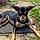 Missy