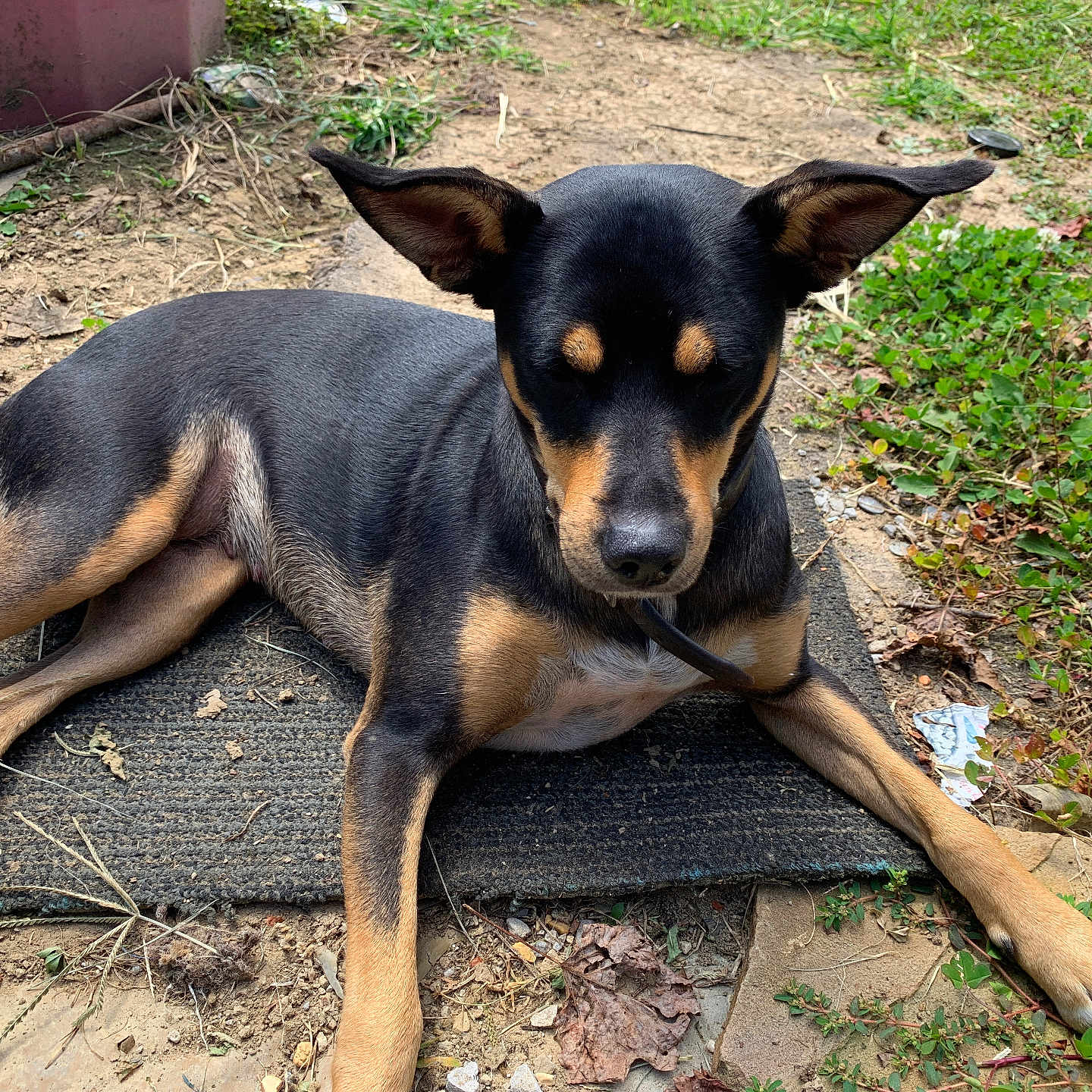 Missy joined the competition — help win amazing prizes! animal, black_and_tan, canine, daytime, dirt, dog, ears, ears_up, grass, ground, leash, lying_down, mat, nature, outdoor, paws, pet, relaxed, snout, sunlight