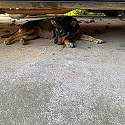 Missy joined the competition — help win amazing prizes! dog, animal, pet, lying_down, under_car, concrete, outdoor, shade, sunlight, leaves, tire, vehicle, black_and_tan, quiet, resting, calm, nature, ground, daylight, relaxation