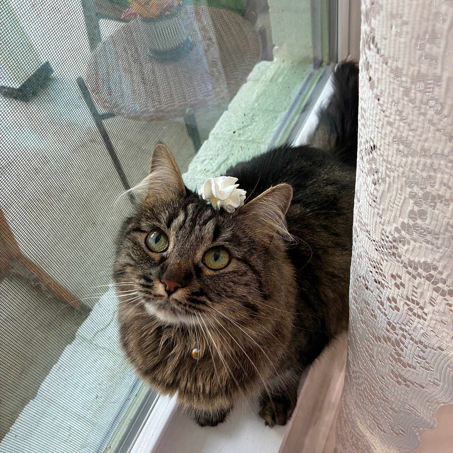 Muffin Butt