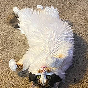 Skylar is registered to the contest to win money with this photo: adorable, animal, calico_cat, cat, cute, fluffy, friendly, fur, green_eyes, ground, looking_up, lying_down, mammal, nature, outdoor, paws, pet, playful, relaxed, whiskers