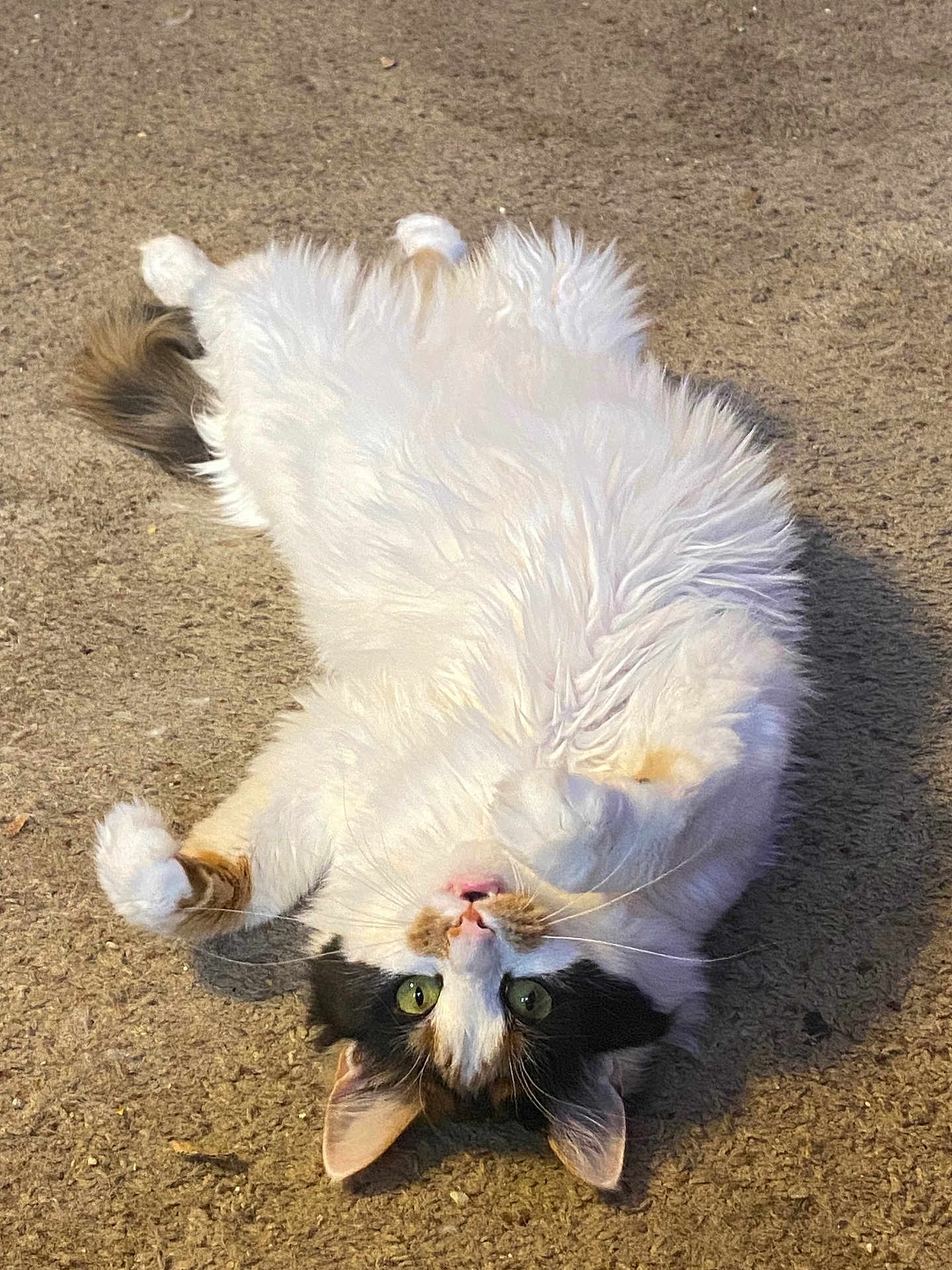 Skylar