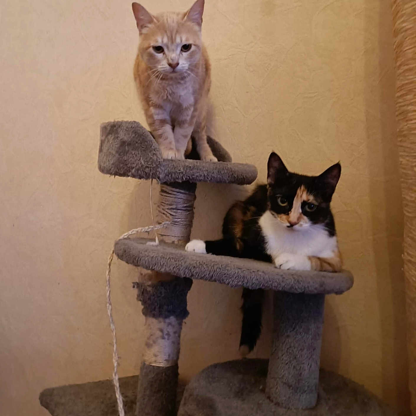 Kitty participe au concours pour gagner de l'argent avec cette photo : animal, calico_cat, carpeted, cat, cat_tree, cats, curious, domestic_cat, feline, fur, ginger_cat, indoor, looking, perch, pet, pet_furniture, relaxed, resting, scratched_post, two_cats