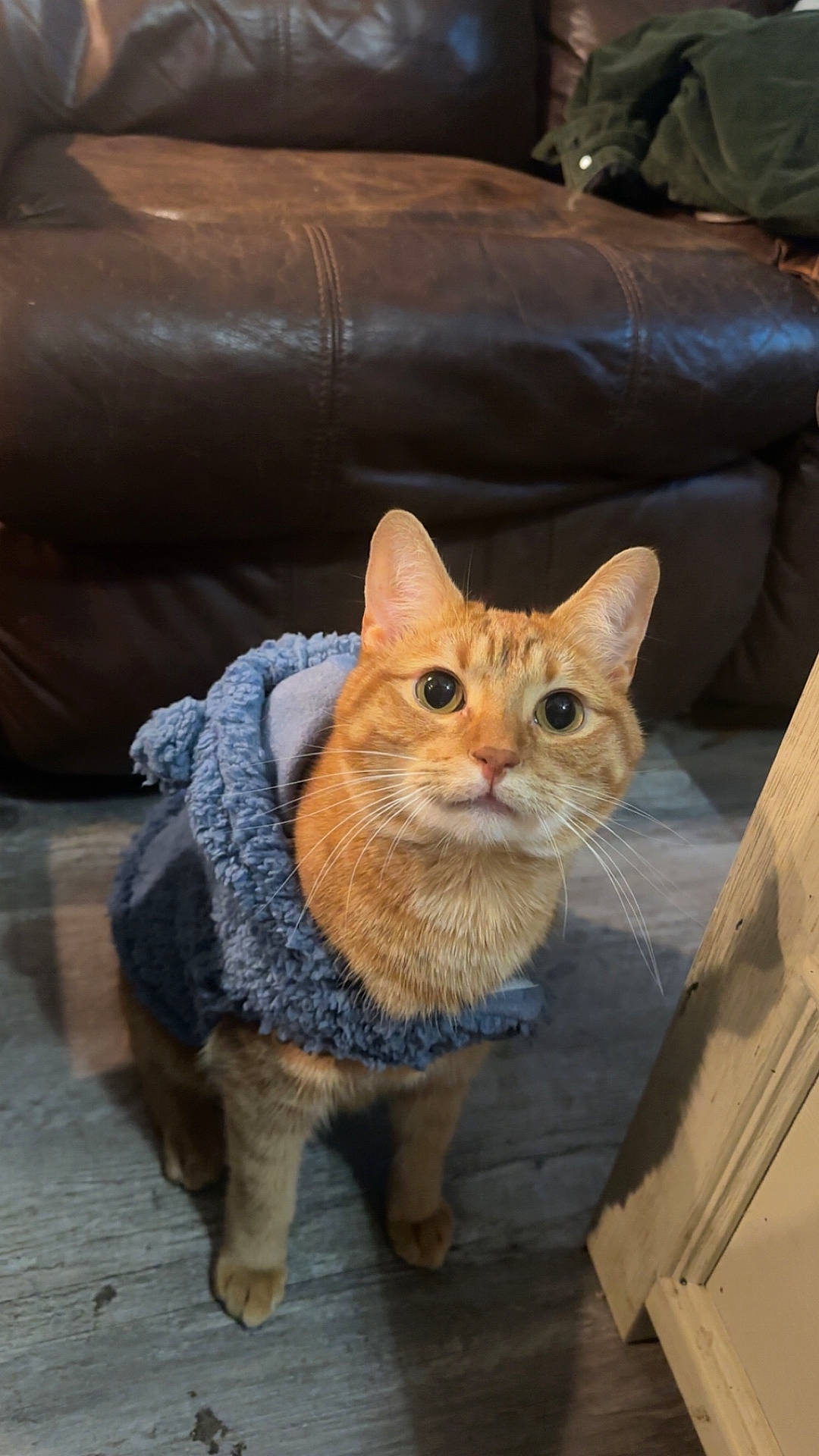 Oliver is registered to the contest to win money with this photo: abyssinian, animal, architecture, building, cap, cat, chair, clothing, couch, furniture, hardwood, hat, indoors, knitwear, livingroom, manx, pet, room, sweater, wood