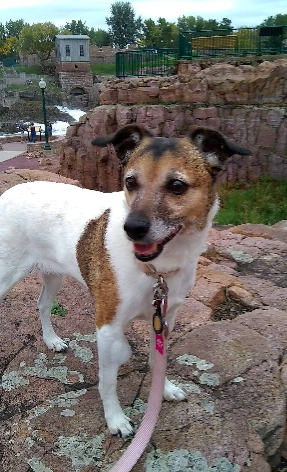 Penny joined the competition — help win amazing prizes! building, canidae, carnivore, collar, companion_dog, dog, dog_breed, dog_collar, door, fawn, leash, plant, snout, sporting_group, street_dog, tail, tree, whiskers, window, working_dog