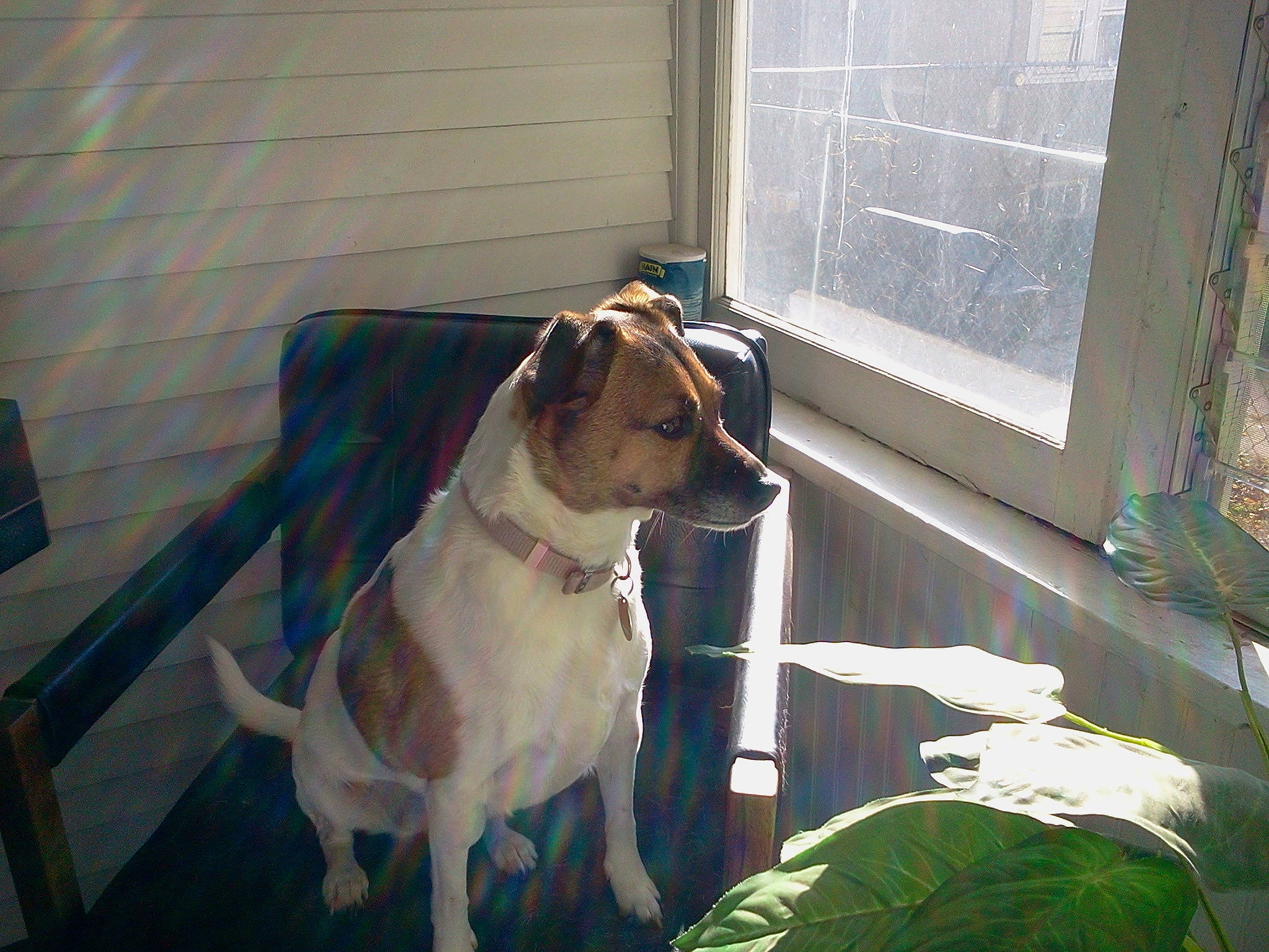 Penny joined the competition — help win amazing prizes! boxer, brickwork, canidae, carnivore, collar, companion_dog, daylighting, dog, dog_breed, dog_collar, fawn, fixture, liver, pet_supply, siding, snout, sporting_group, window_treatment, working_animal, working_dog