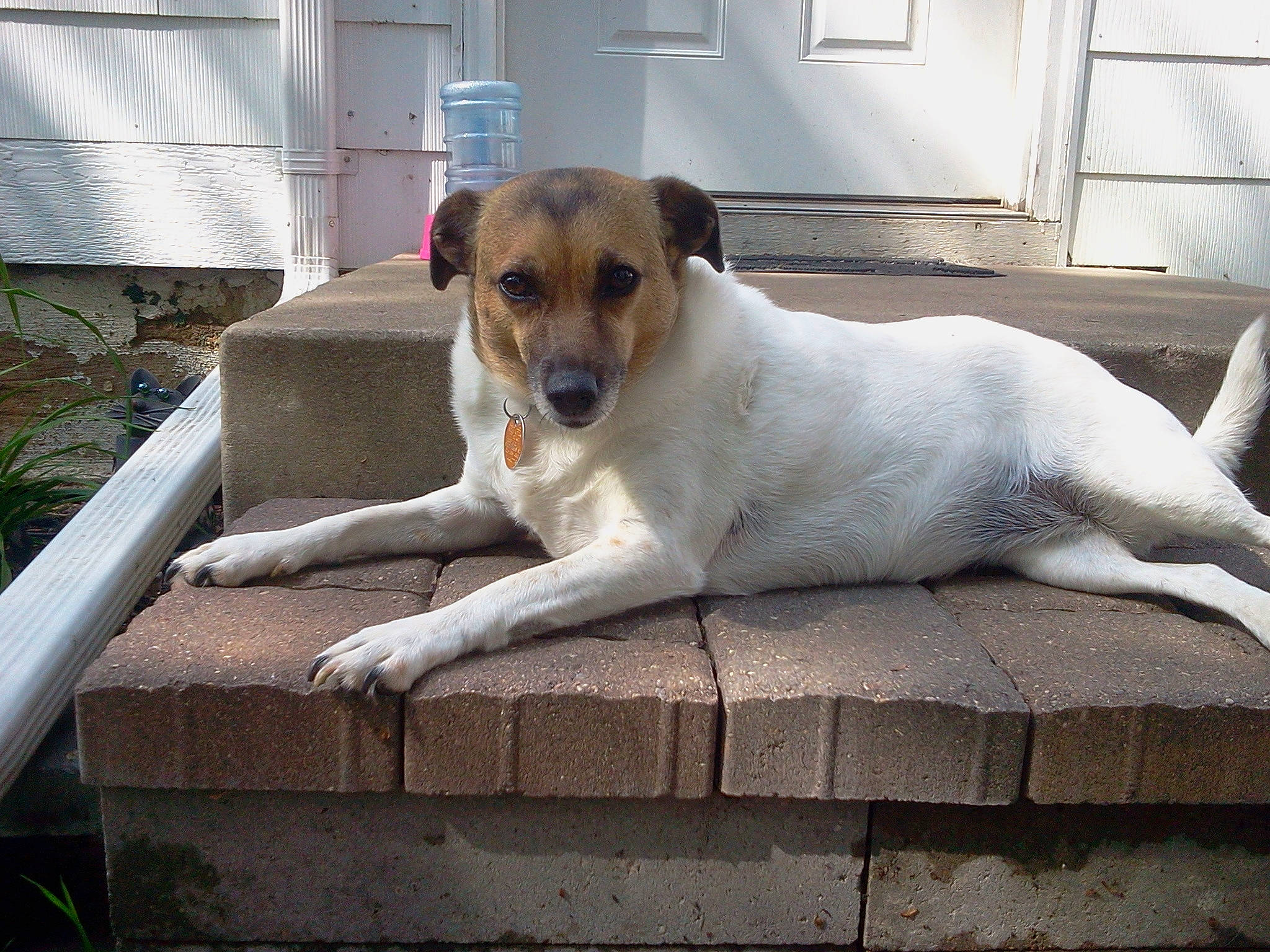 Penny joined the competition — help win amazing prizes! canidae, carnivore, collar, companion_dog, dog, dog_breed, fawn, fur, home, home_door, snout, sporting_group, street_dog, tail, whiskers, working_animal, working_dog