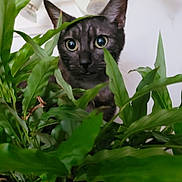 Smocky participe au concours pour gagner de l'argent avec cette photo : cat, plant, greenery, indoor, curious, wide_eyes, leaves, pet, animal, domestic, feline, closeup, nature, houseplant, background, lighting, ears, whiskers, home, surprise